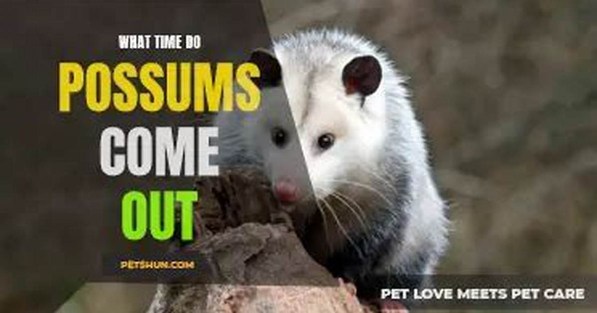 When Do Possums Come out?