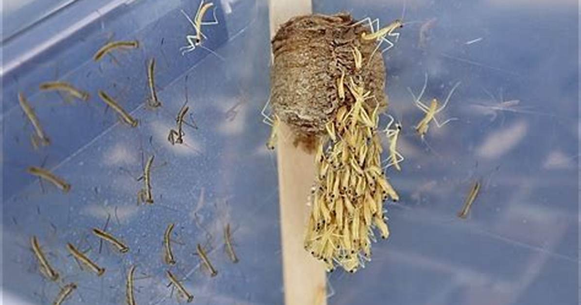 When Do Praying Mantis Hatch?