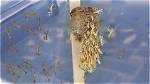 When Do Praying Mantis Hatch?
