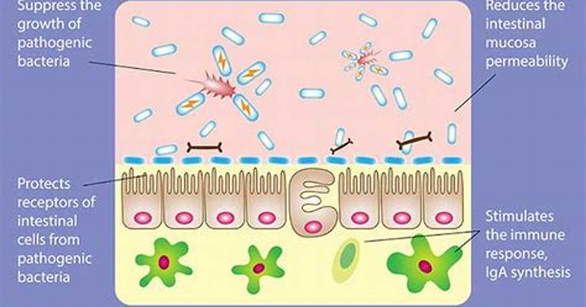 When Do Prebiotics Start Working?