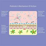 When Do Prebiotics Start Working?