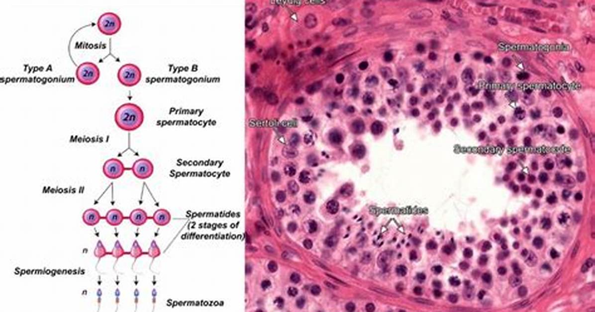 When Do Primary Spermatocytes Form?