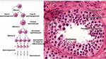 When Do Primary Spermatocytes Form?
