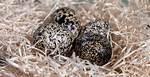 When Do Ptarmigan Lay Eggs?