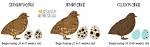 When Do Quail Lay Eggs?