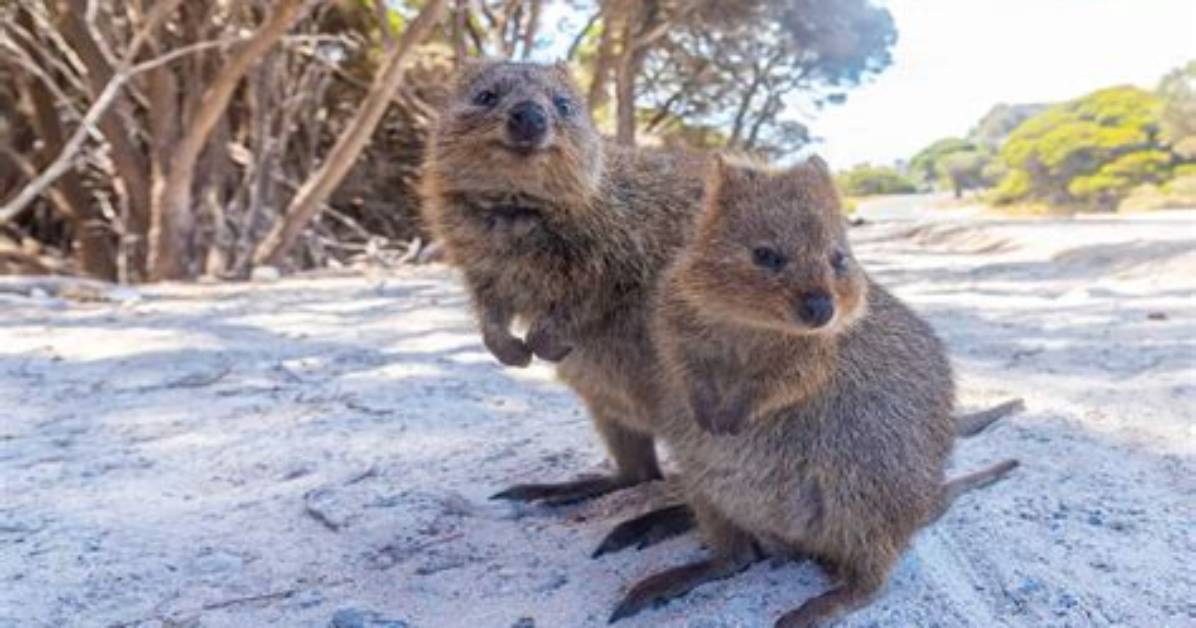 When Do Quokkas Mate?