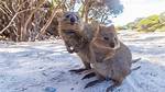When Do Quokkas Mate?