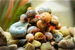 When Do Ramshorn Snails Breed?