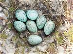 When Do Ravens Lay Eggs?