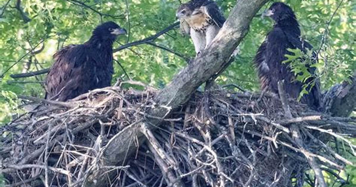 When Do Red Tailed Hawks Hatch?