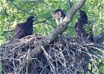 When Do Red Tailed Hawks Hatch?