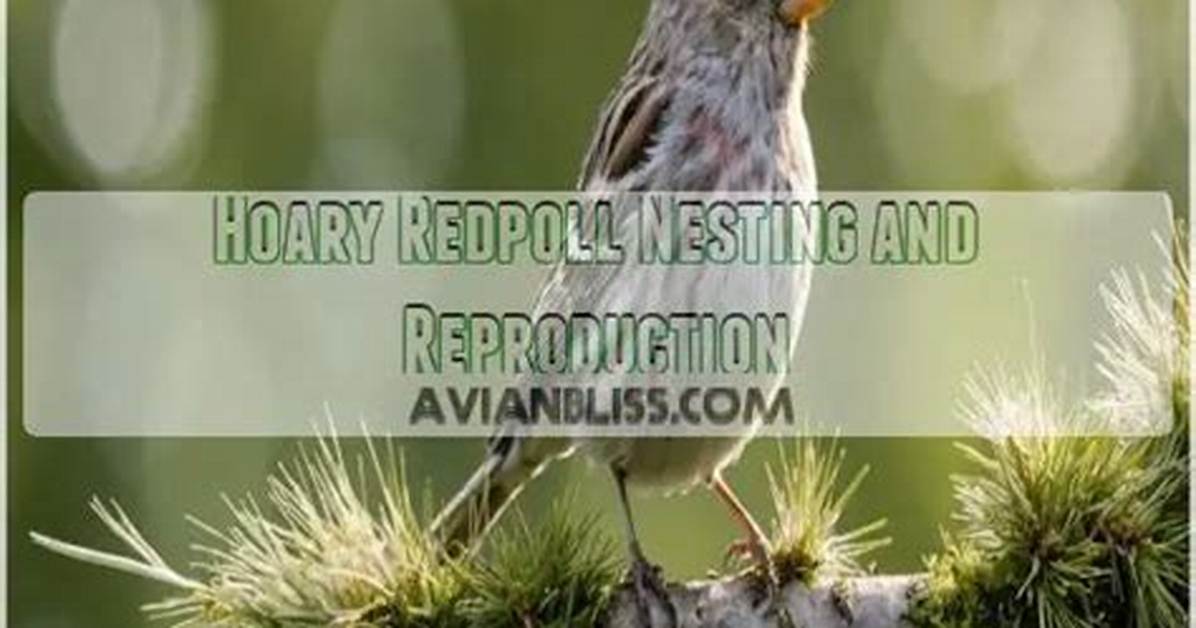 When Do Redpolls Nest?