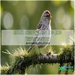 When Do Redpolls Nest?