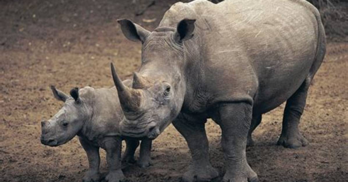 When Do Rhinoceroses Breed?