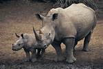 When Do Rhinoceroses Breed?