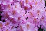 When Do Rhodies Bloom?
