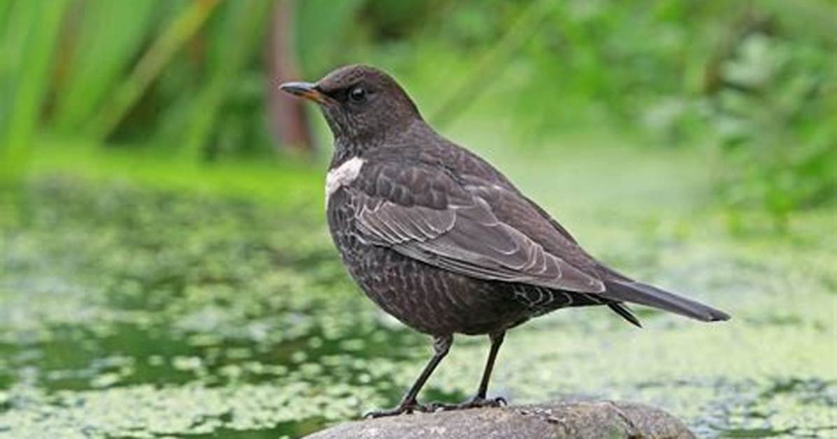 When Do Ring Ouzel Breed?