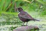When Do Ring Ouzel Breed?