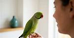 When Do Ringnecks Start Talking?