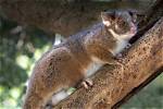 When Do Ringtail Possums Breed?