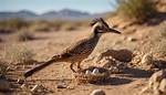 When Do Roadrunners Lay Eggs?