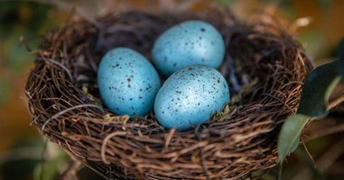 When Do Robins Lay Eggs