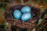 When Do Robins Lay Eggs