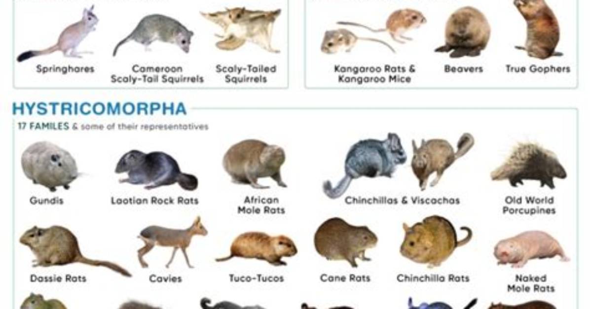 When Do Rodents Breed?