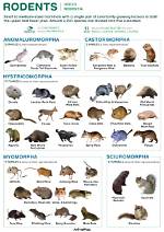 When Do Rodents Breed?