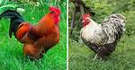 When Do Roosters Molt?