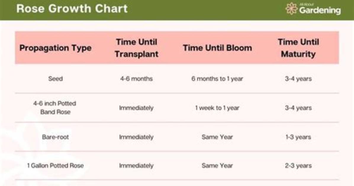 When Do Roses Bloom?