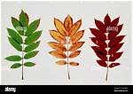 When Do Rowan Trees Come into Leaf?