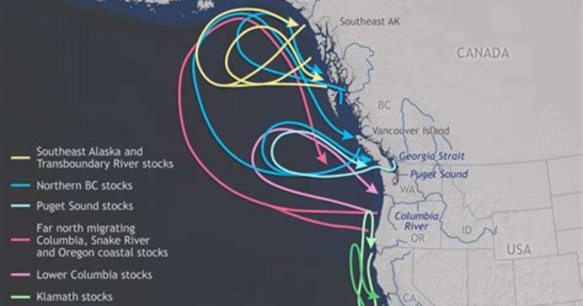 When Do Salmons Migrate?