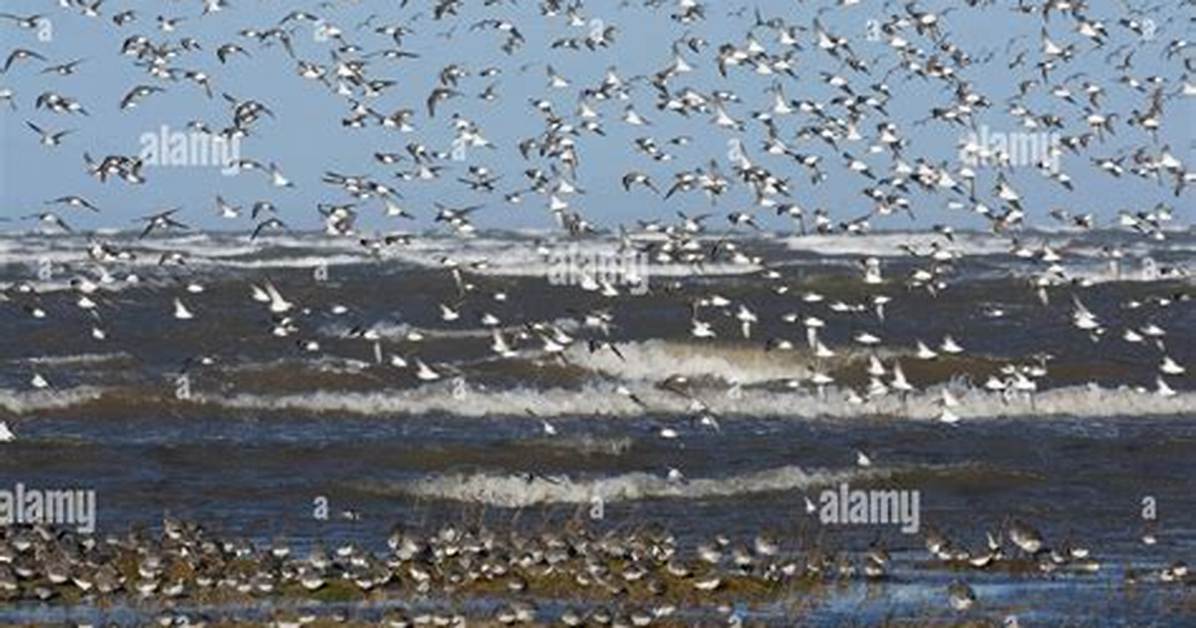When Do Sanderlings Migrate?