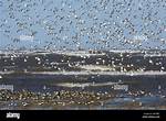 When Do Sanderlings Migrate?