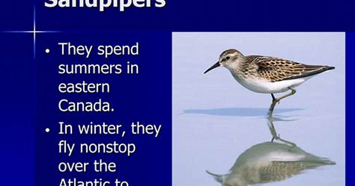 When Do Sandpipers Migrate?
