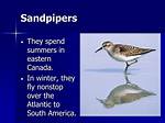 When Do Sandpipers Migrate?