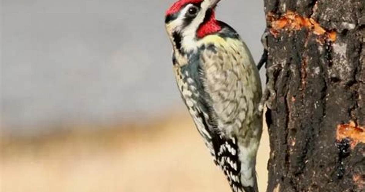 When Do Sapsuckers Migrate?