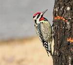 When Do Sapsuckers Migrate?