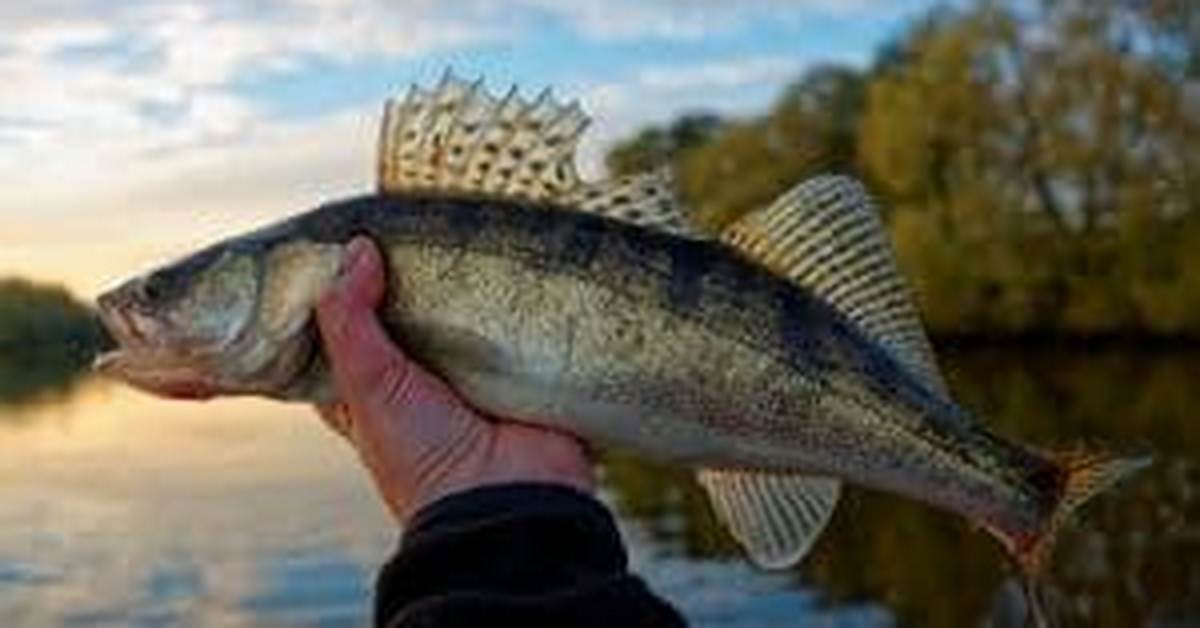When Do Sauger Run?