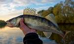When Do Sauger Run?