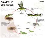 When Do Sawflies Lay Eggs?