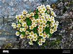 When Do Saxifrage Flower?