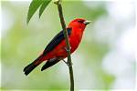 When Do Scarlet Tanagers Migrate?