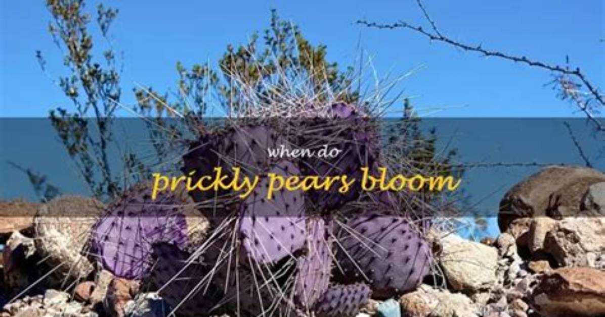 When Do Seckel Pears Bloom?