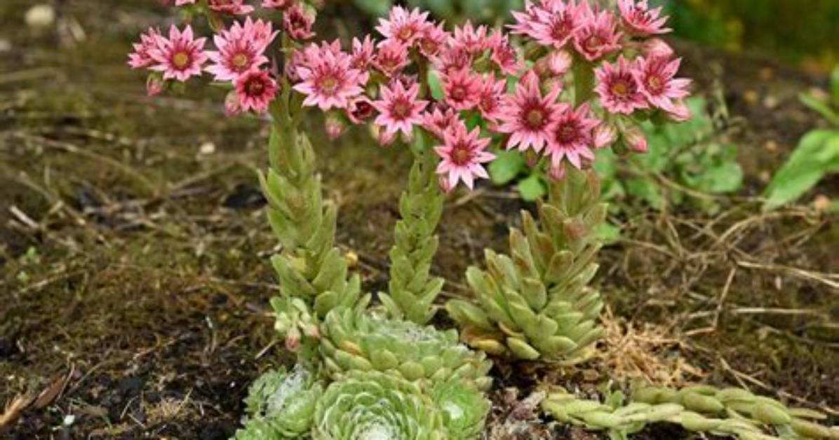 When Do Sempervivums Bloom?