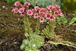 When Do Sempervivums Bloom?