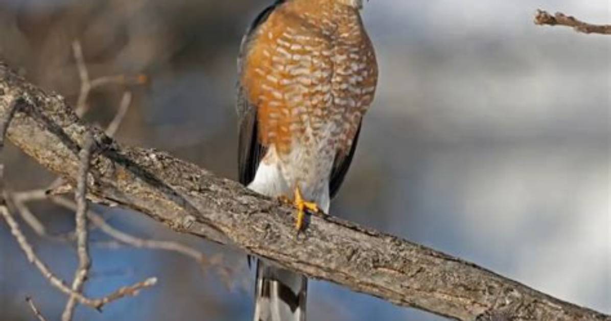 When Do Sharp Shinned Hawks Migrate?