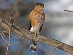 When Do Sharp Shinned Hawks Migrate?