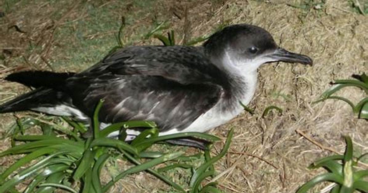 When Do Shearwaters Breed?